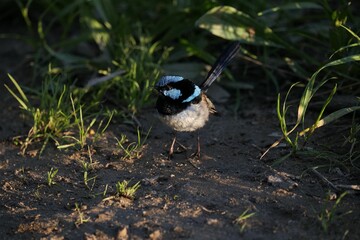 Closeup shot of a blue wren bird perched on the ground in a green field