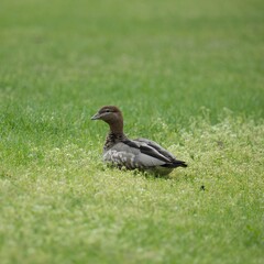 Duck on top of a lush green grassy field, looking off into the distance