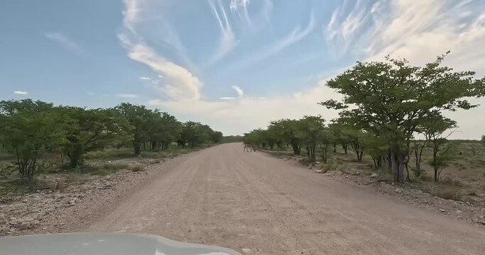 Video of a drive on dirt road through savannah landscape in the Etosha park in Namibia with a Zebra