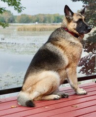 Cheerful brown German Shepard sitting atop a red deck