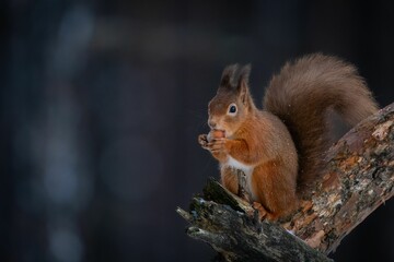 Squirrel perched on a tree branch holding a nut in its paws.