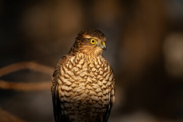 Eurasian sparrowhawk perched on a branch of a tree outdoors.
