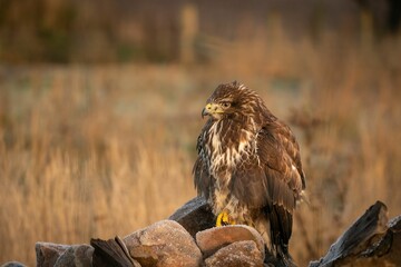 Majestic hawk is perched atop a rocky outcrop in a vast meadow surrounded by lush grass.