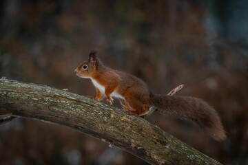 Cute squirrel perched atop a wooden tree branch in a natural wooded environment.