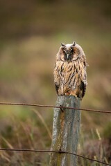 Majestic owl perched atop a wooden post in a lush forest environment.