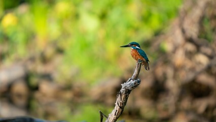 Common kingfisher bird perched on a thin, delicate tree branch in a natural outdoor setting.