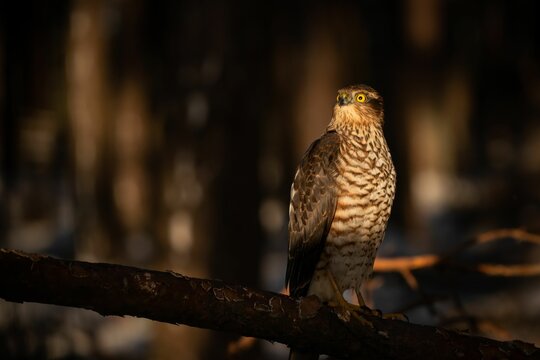 Eurasian sparrowhawk perched on a branch of a tree outdoors.