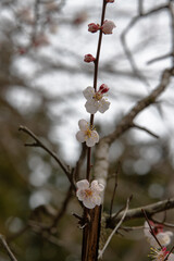樹木公園の杏子の花