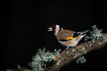 Closeup shot of a brightly colored Goldfinch bird perched on a tree branch