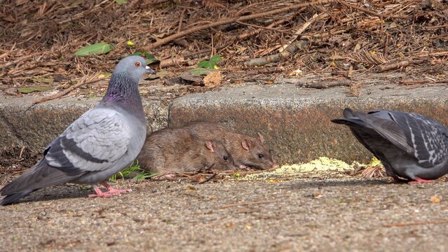 Des rats mangent des restes d'aliments laissés au sol	