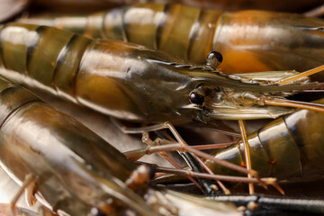 Selective focus on Raw lobster,Shrimp