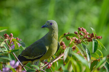 A pink-necked green pigeon perching on a tree. Photographed near Jurong Lake in the western part of...