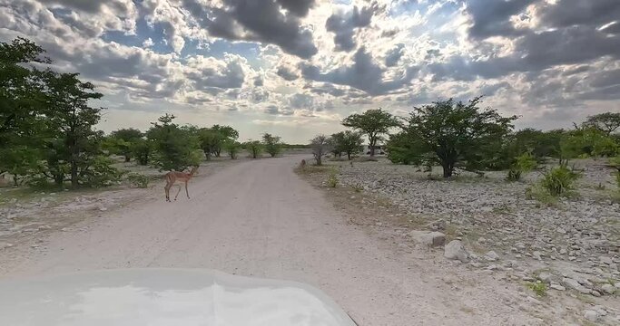 Video of a drive on a dirt road through savannah landscape in the Etosha National park in Namibia with scattered trees and grazing springboks