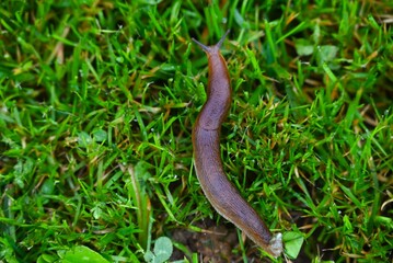 Closeup of a slug on green grass