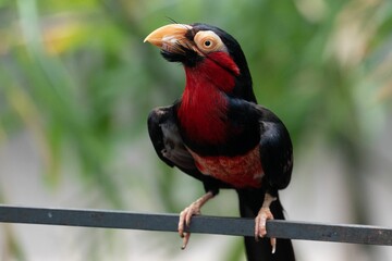 Close-up shot of a bird called Bearded barbet perched on a rail