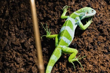 Closeup shot of a striped green white lizard on a dirt surface