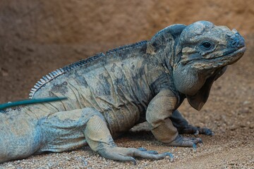Closeup shot of a mona ground iguana in a zoo habitat