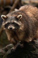 Inquisitive raccoon walking across a stone surface in a forest