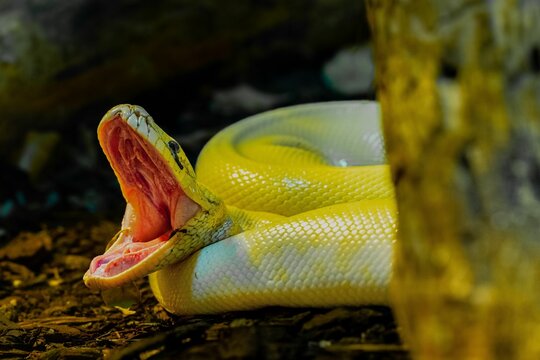 Selective focus shot of a stunning Burmese python with a wide open jaw