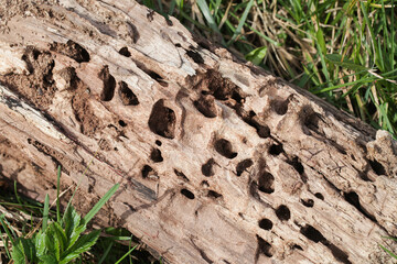 Woodworm borer tunels pattern. Dead tree infested by larvas macro surface texture. Infected tree on...