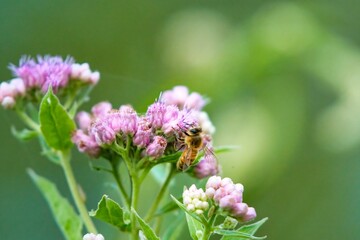 Close-up of a bee perched atop a vibrant pink flower growing from a shrub in a natural setting