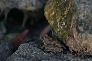 Naklejka premium Closeup of a a frog perched atop a rocky outcropping covered in lush, green moss