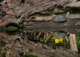 Aquatic turtle perched atop a log in a tranquil reflective pond setting
