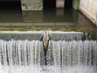 Majestic pigeon atop a large waterfall cascading into a deep, tranquil fountain below - Powered by Adobe