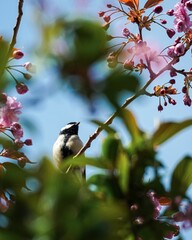 Small black and white bird perched atop a slender branch, looking at the colorful blossom below