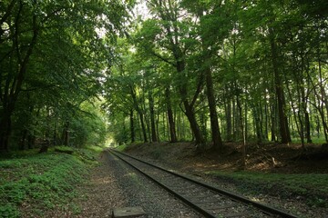 Railway tracks winding through a lush, green forest.