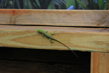 green lizard on a tree