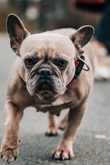 French Bulldog running down the street with its bright collar firmly in place