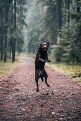 Vertical shot of a cheerful labrador retriever jumping in a forest with a blurry background