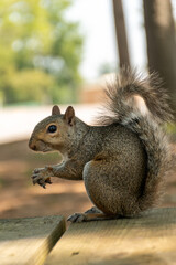 squirrel eating nut