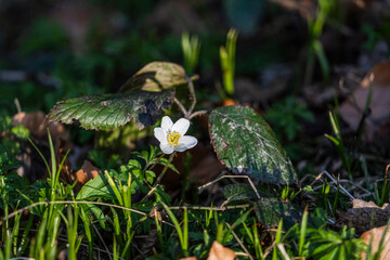 Frühlingsblüher Buschwindröschen