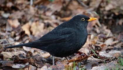 Closeup shot of a cute blackbird perched on a pile of autumn leaves