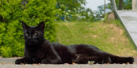 Closeup of a black cat lying on green grass