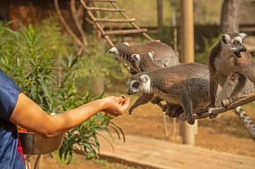 Lemur eating fruit from its carer's hand. Lemur catta