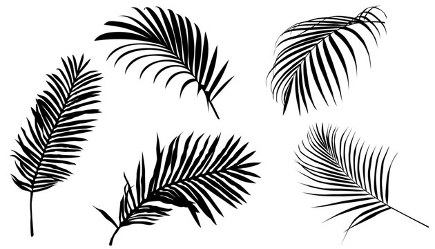 Set of Palm Leaves, Silhouette, Collection, Shadow, Tropical Plants, Branch, Natural, Isolated, Black, Vector Illustration