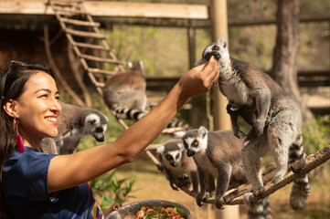 Lemur eating fruit from its carer's hand. Lemur catta