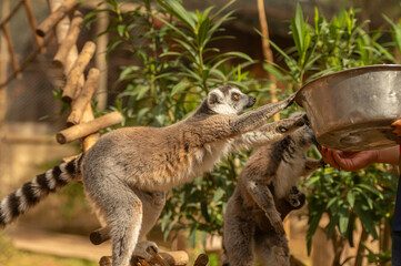Lemur trying to take the food bowl from its carer. Lemur catta