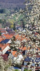 Cherry blossom branch on a landscape background in early spring in Europe - obrazy, fototapety, plakaty