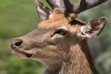 Closeup of the face of a red deer taken at an African safari.