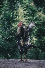 Up-close of a chicken on a rock with lush green foliage in the background