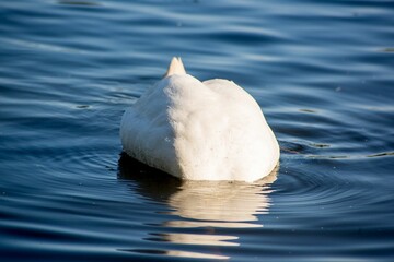 White swan with its head under water