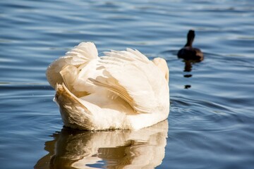 White swan with its head under water