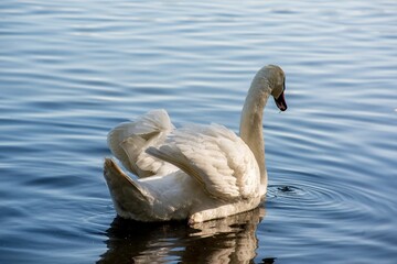 Graceful white swan swimming in the lake