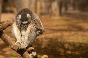Fototapeta premium A lemur at the zoo cleaning her baby in her arms. Lemur catta