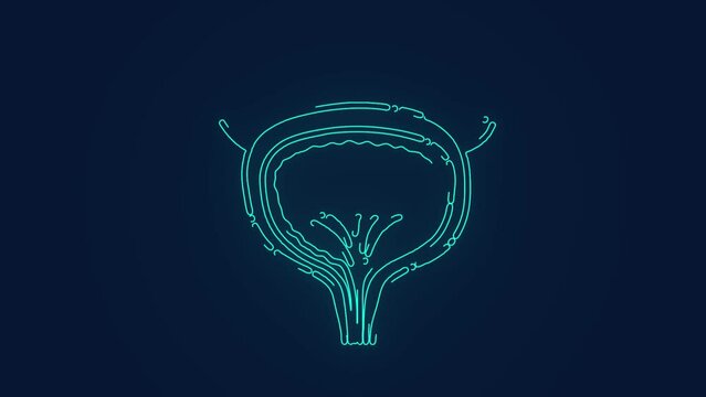 human body internal organ bladder animation