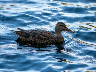 Mallard duck swimming gracefully across a clear and pristine lake